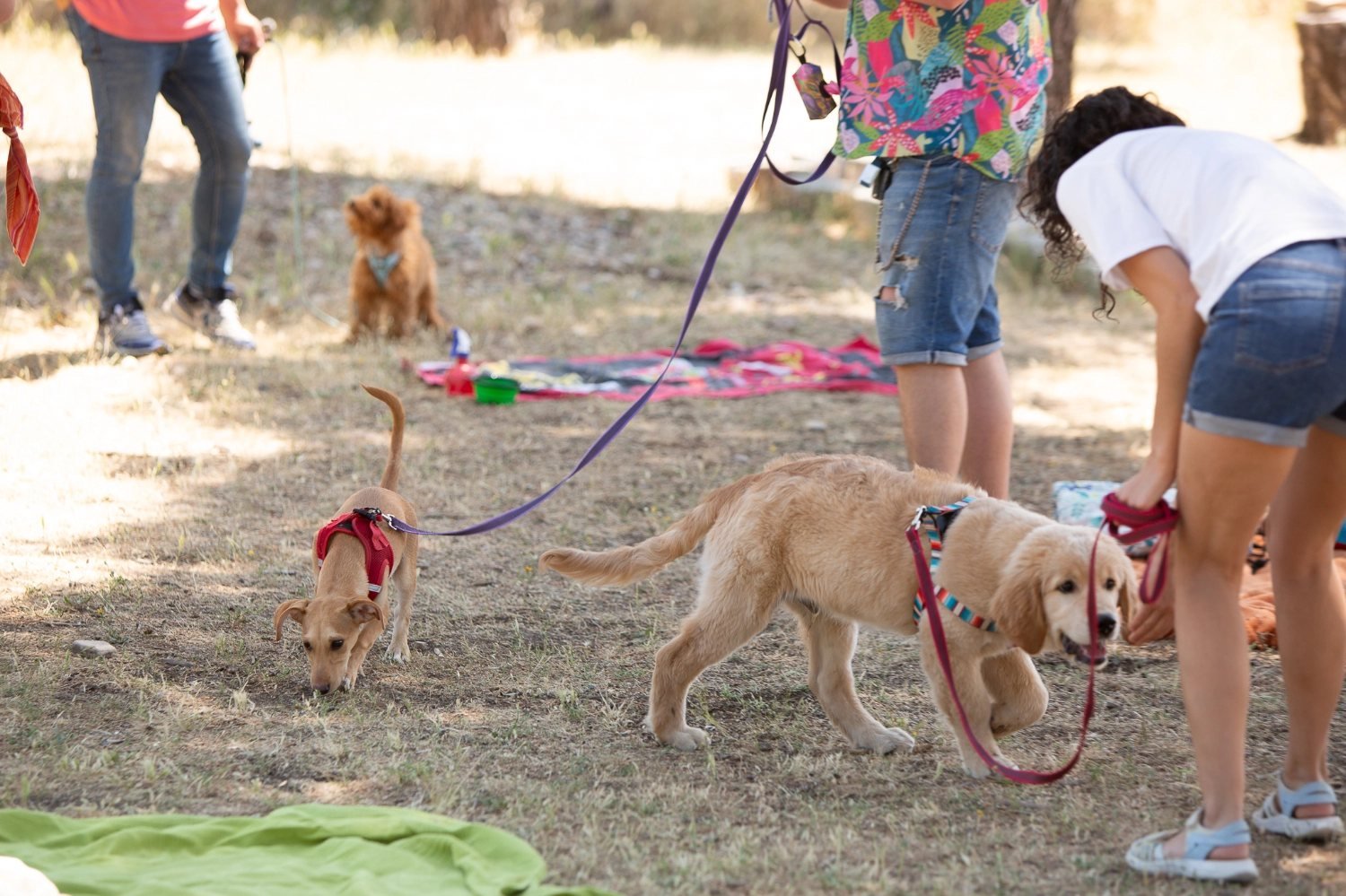 Adiestramiento canino de Kawana en Boadilla del Monte