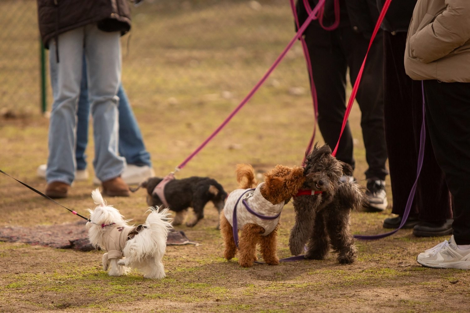 Curso de cachorros de Kawana en Madrid