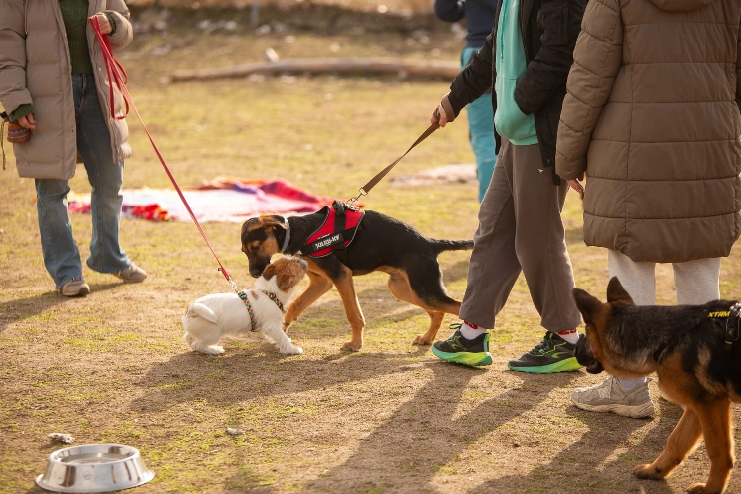 Curso de cachorros de Kawana en Madrid