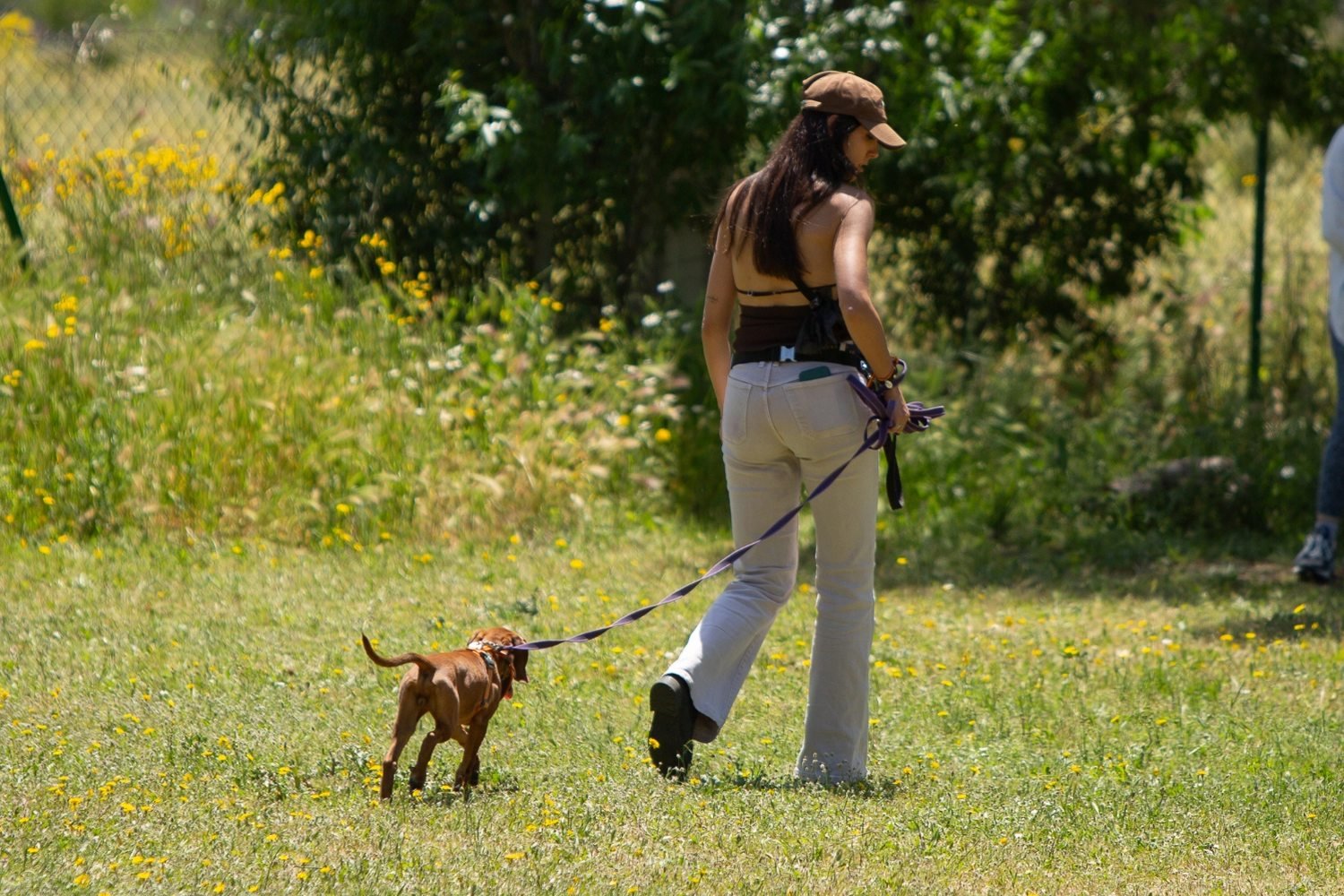 Clase grupal de educación canina de Kawana en El Pardo, Madrid