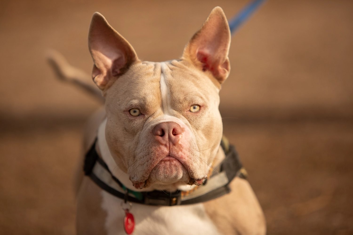 Clases particulares de adiestramiento canino de Kawana a domicilio en Madrid
