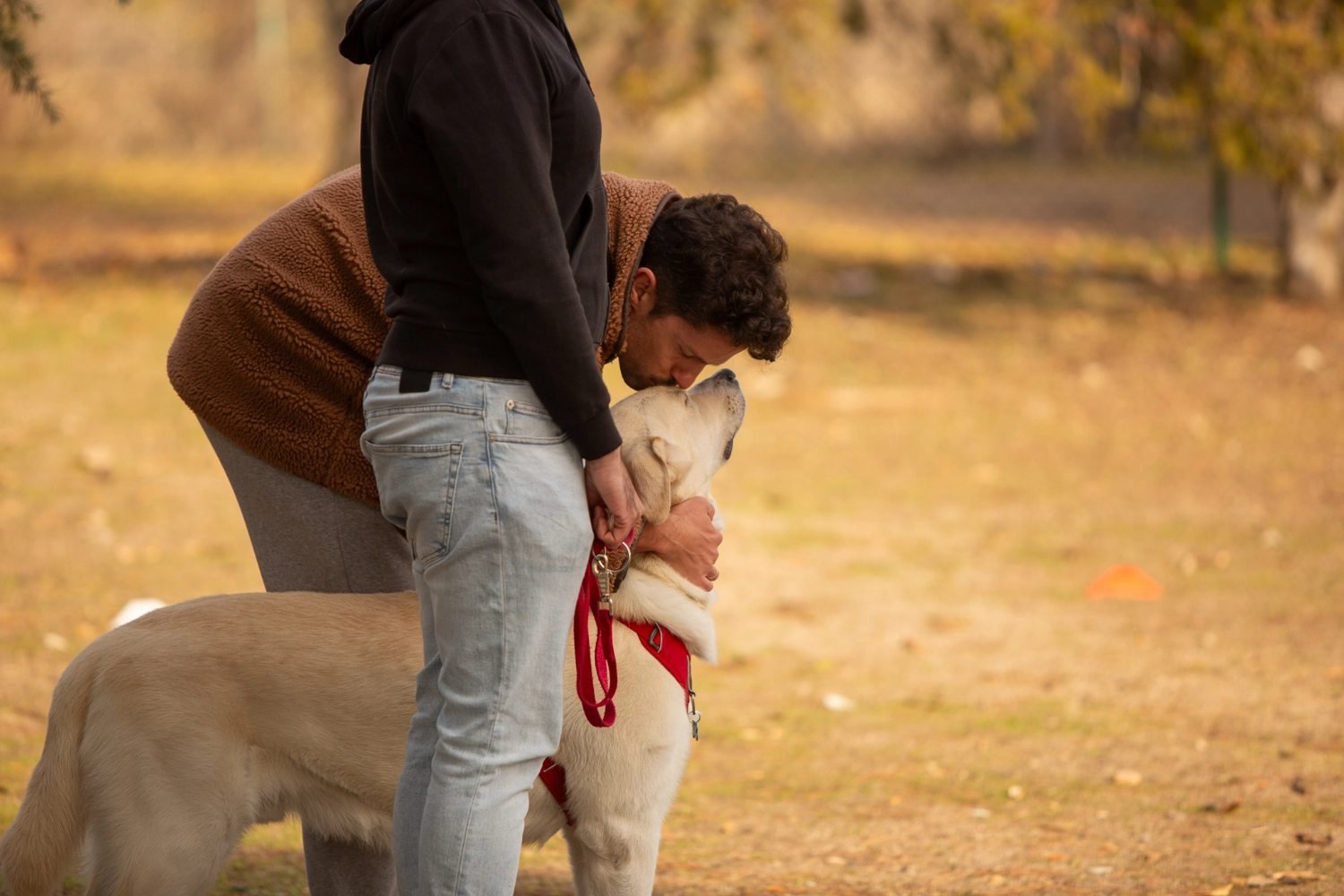 Clases particulares de adiestramiento canino de Kawana a domicilio en Madrid