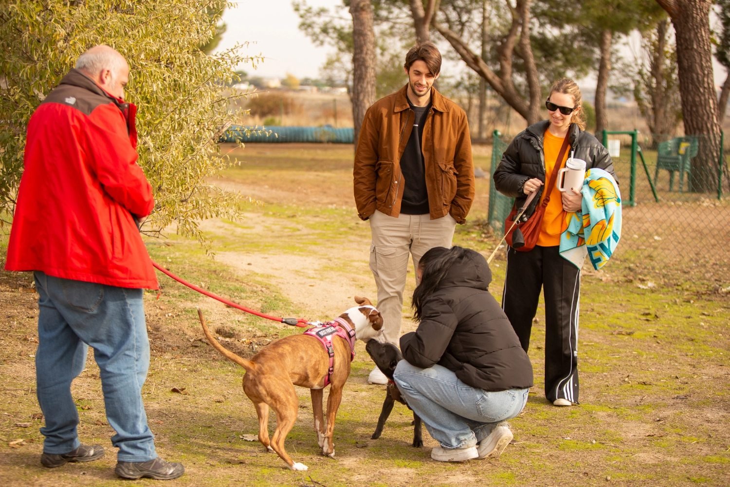 Clases particulares de adiestramiento canino de Kawana a domicilio en Madrid