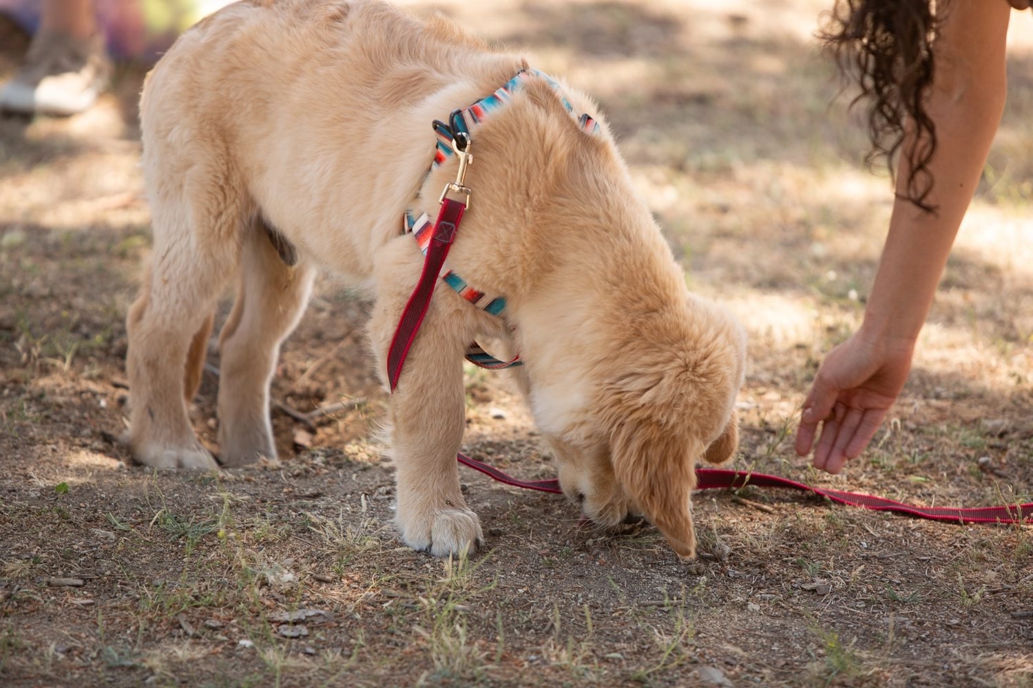 Clases particulares de adiestramiento canino de Kawana a domicilio en Madrid