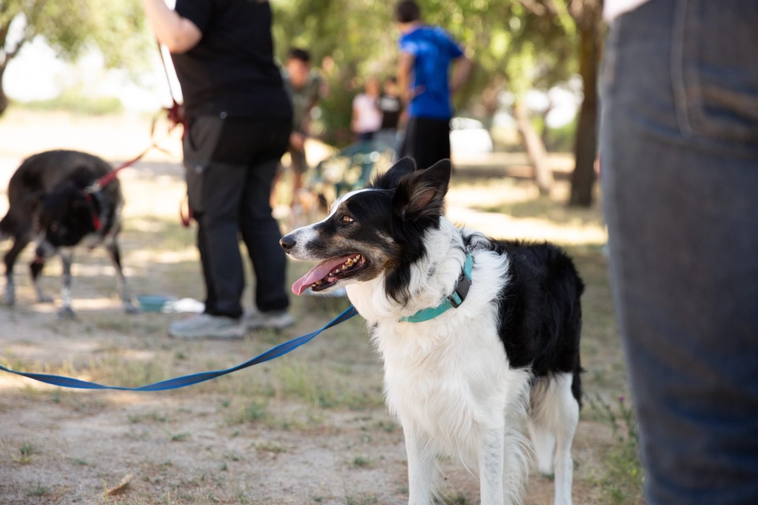Clases particulares de adiestramiento canino de Kawana a domicilio en Madrid