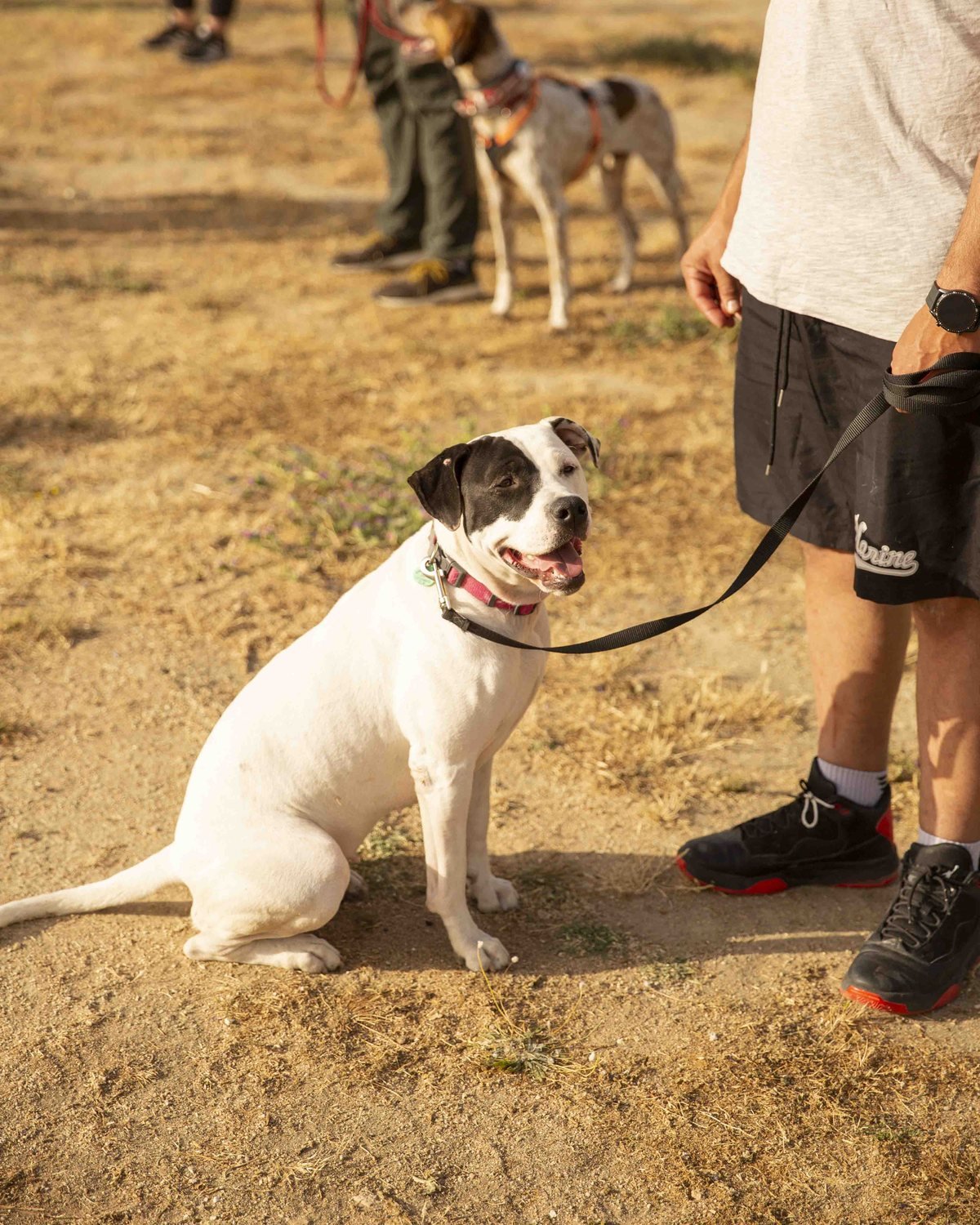 Clase de adiestramiento canino de Kawana cerca de Aravaca, en El Pardo